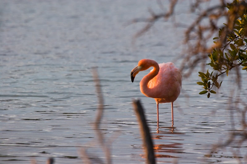 Greater Flamingo